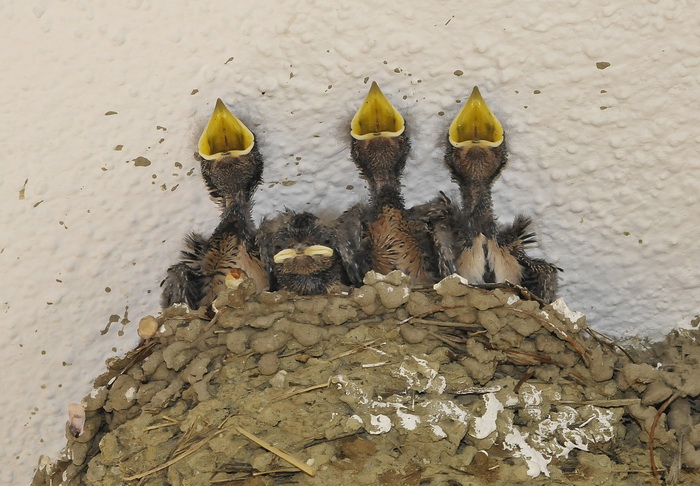 Rondini - Hirundo rustica